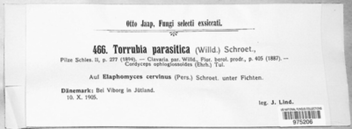 Tolypocladium image